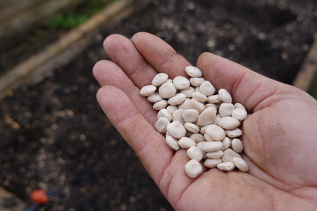Handful of white lupine seeds ready for planting in a garden bed, showcasing sustainable agriculture and organic gardening practicesの写真素材