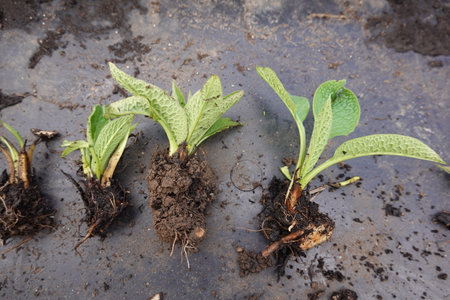 Close-up of freshly harvested Russian comfrey cuttings, ready for propagation and showcasing healthy roots and vibrant green leavesの写真素材