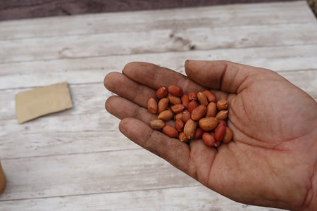 Farmer holding a handful of freshly harvested peanuts, showing their natural goodness, ready for processing or enjoying as a nutritious snackの写真素材
