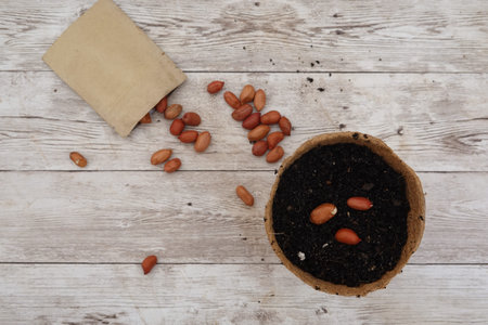 Peanuts spilling from paper bag with some planted in peat pot on rustic wooden table, ready for new...