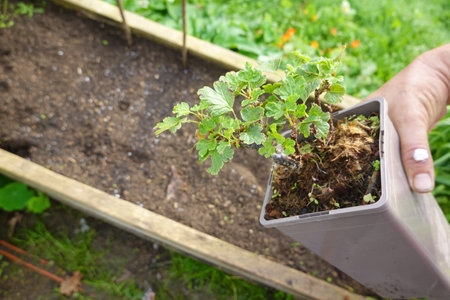 Gardener holding a gooseberry plant ready to be planted in a garden bed, promoting sustainable...
