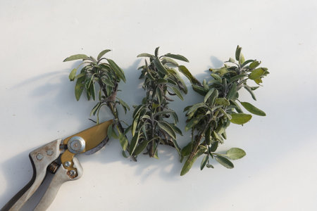 Freshly cut sage sprigs arranged near pruning shears on a white table, ready for use in culinary or medicinal applicationsの写真素材