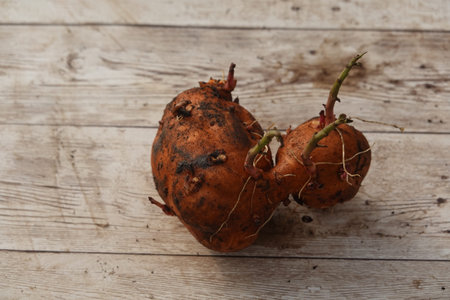 Two sweet potatoes, beginning to sprout, lie on a weathered wooden surface, hinting at the cycle of...