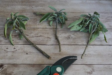 Freshly cut sage sprigs lie on a weathered wooden table, ready for propagation, with pruning shears...
