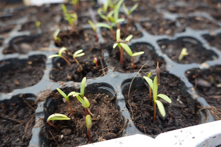 Close-up of young seedlings growing in a seed tray, representing new beginnings and the start of the...