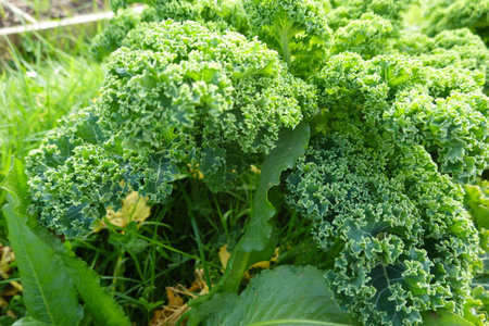 Close-up of vibrant green kale thriving in a garden bed, showing its textured leaves and healthy growthの写真素材