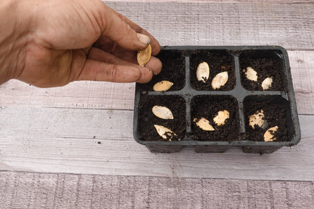 Hand planting pumpkin seeds into small pots filled with soil, preparing for a new growing seasonの写真素材