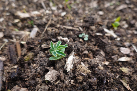 Close-up view of a young lupine plant pushing through rich, dark soil, highlighting the beauty of new life and vibrant growth in natureの写真素材