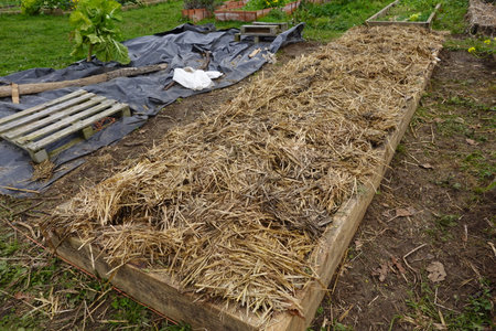 A raised wooden garden bed covered with straw mulch to protect the soil in an organic garden.の写真素材