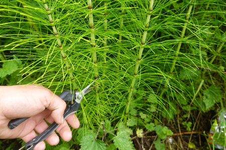 Close-up of a gardener using scissors to trim equisetum arvense, commonly known as field horsetail, in a garden settingの写真素材