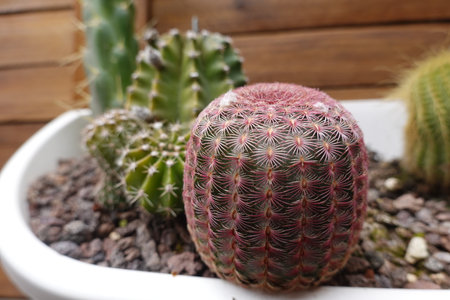 Close-up of a vibrant pink cactus thriving alongside other cacti varieties in a white pot, showing the diversity and beauty of succulent plantsの写真素材