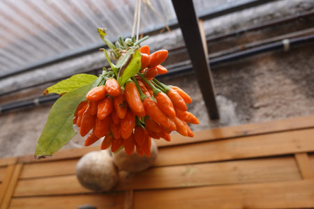 Bunch of ripe orange chili peppers hanging under a roof, drying and ready to add spice and flavor to culinary creationsの写真素材