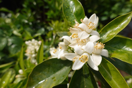 Close-up of delicate white orange blossoms blooming amongst glossy green leaves on a citrus tree, capturing the essence of springtimeの写真素材