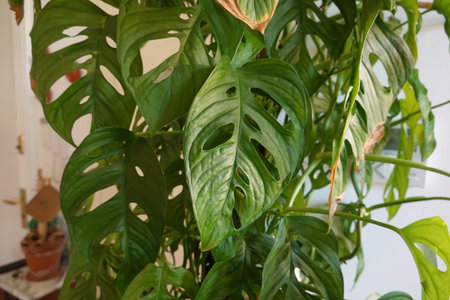 Lush monstera adansonii plant thriving indoors, its vibrant green fenestrated leaves adding a touch of nature to a home settingの写真素材