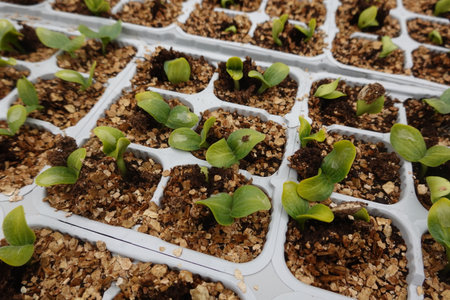 Tiny pumpkin seedlings sprouting in a seed tray, showcasing vibrant early growth and development in a nurturing environmentの写真素材