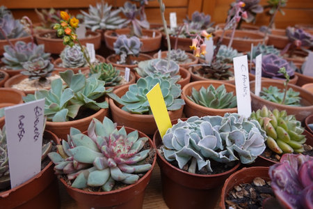 Various succulent plants, including echeveria, thriving in small terracotta pots, showcasing their diverse colors and texturesの写真素材