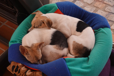 Two adorable Jack Russell Terrier puppies snuggling together in a colorful, soft dog bed, enjoying a...