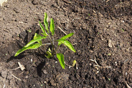 Close-up of a young cucumber plant growing in rich soil, showing new growth and healthy leavesの写真素材