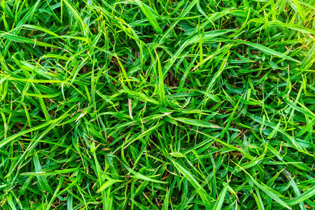 Close-up view of dense, vibrant green grass blades forming a lush, natural carpet, showing intricate textures and patterns in natureの素材
