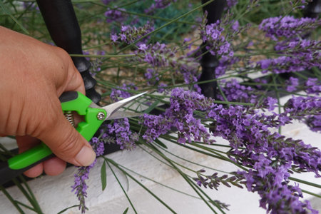 Hand holding gardening scissors, cutting vibrant lavender flowers in a lush garden, showcasing a...
