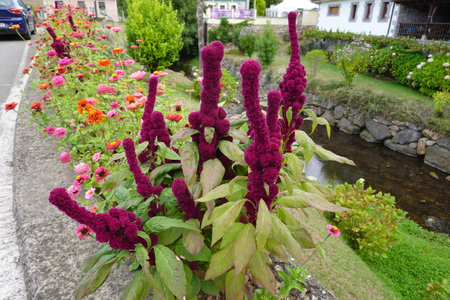 Amaranth and colorful zinnia flowers thriving in a vibrant roadside garden next to a flowing stream in a rural villageの写真素材