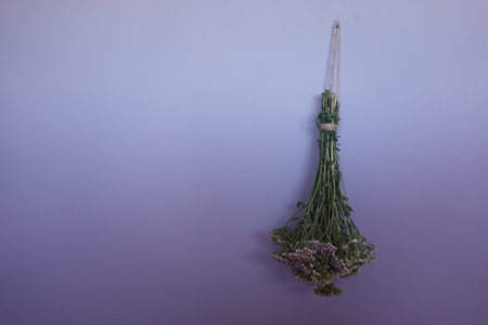 Dried herbs and flowers hanging upside down against a soft purple wall, creating a natural and rustic decorative elementの写真素材