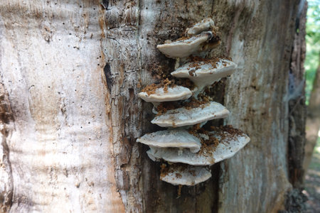 Polypore mushrooms growing on a weathered tree trunk, indicating decomposition and natural forest...