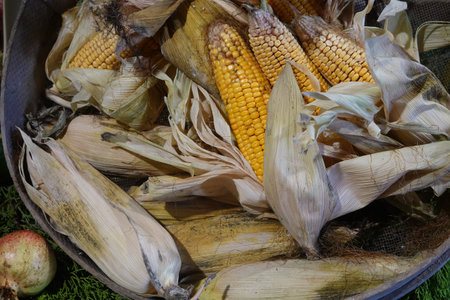 Dried corn cobs and husks filling a rustic basket, symbolizing autumn harvests, agriculture, and...