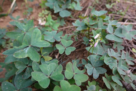Oxalis plants spreading their clover-like leaves and delicate flowers on the ground, creating a natural green carpetの写真素材