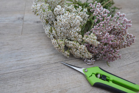 Yarrow flowers in white and pink shades, bundling on wood with green pruning shears, ready for...