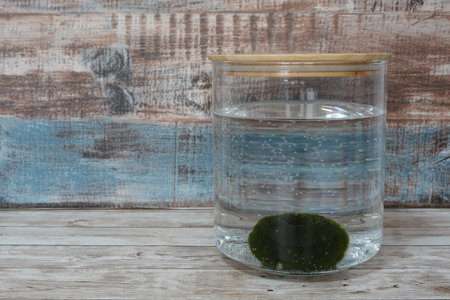 Marimo moss ball settling in a clear glass jar filled with water, creating an inviting natural aesthetic on woodの写真素材