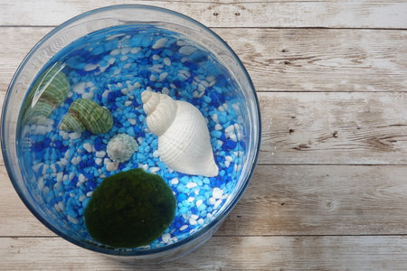 Marimo moss ball with various seashells resting in a glass bowl filled with blue gravel and water on wooden backgroundの写真素材
