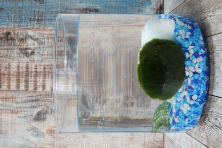 Marimo moss ball growing underwater in a minimalist glass aquarium with blue and white rocks, symbolizing zen and home decorの写真素材