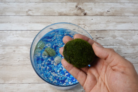 Hand holding a fluffy green marimo moss ball over a glass terrarium filled with blue gravel, water, and seashellsの写真素材