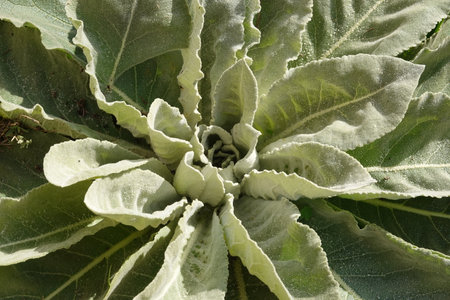 Mullein plant leaves forming a compact rosette, growing wild in nature, showcasing herbal and botanical detailsの写真素材