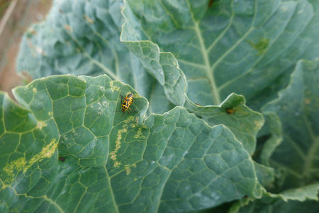 Close-up of a harlequin cabbage bug feeding on a collard greens leaf, highlighting the pest's impact on cropsの写真素材