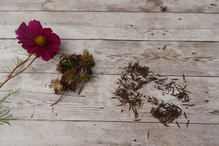 Cosmos flower, dried seed heads, and dark brown seeds on a rustic wooden background, representing the plant life cycleの写真素材