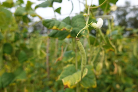 Fresh green bean pod and white flower ripening on a garden plant, representing healthy food and organic farmingの写真素材