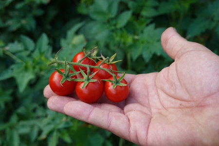 Hand holding a cluster of freshly picked organic cherry tomatoes. Natural light illuminating the ripe red vegetablesの写真素材