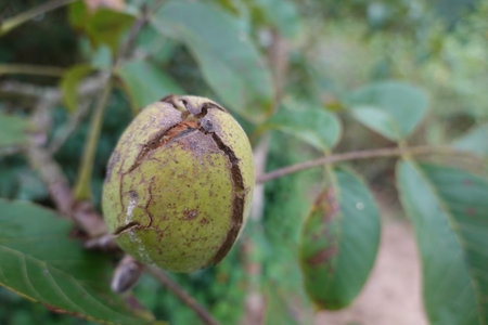 Green walnut fruit with a cracked husk on a tree branch, revealing the developing nut inside....