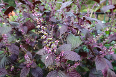 Purple perilla foliage with small pink flowers blooming in a vibrant garden. Herbaceous plant with...