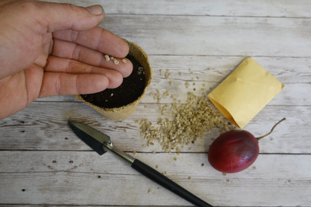 Hand planting tamarillo seeds into a biodegradable peat pot with soil for propagation, showing...