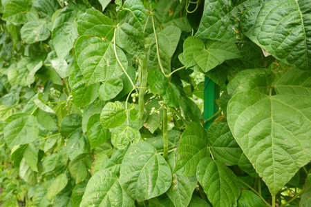Fresh green bean pods and abundant leaves thriving on climbing vines in an vegetable gardenの写真素材