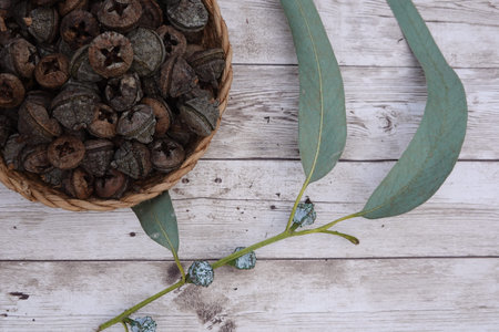 Eucalyptus gumnuts in a woven basket and fresh eucalyptus leaves on a rustic whitewashed wooden surface, creating a natural botanical compositionの写真素材