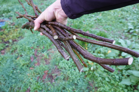 Hand holding a bundle of freshly cut dormant plant branches, prepared for propagation and starting...