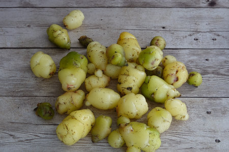 Raw, organic oca tubers with yellow and green skin scattered on light wood planks, showing natural dirtの写真素材