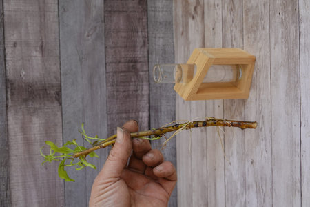 Hand holding a rooted willow cutting with new shoots and leaves. The cutting is ready for planting...