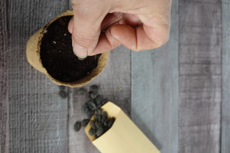 Hand planting organic loofah seeds in a peat pot with potting soil. Growing sustainable plants for a...