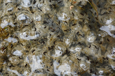Frog spawn, a transparent jelly mass, containing numerous developing tadpoles in their natural...