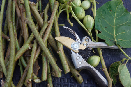 Tamarillo plant stems cut and prepared for propagation, lying with gardening secateurs, a leaf, and...